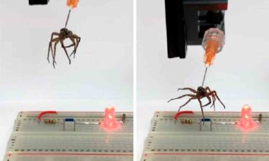 Aranhas mortas são transformadas em zumbis por cientistas. Foto: Reprodução Twitter