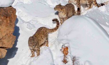 Leopardo da neve nessa foto? Fotos: Reprodução Instagram @saurabh_desai_photography