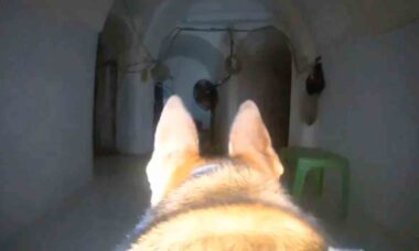 Unidade canina descobre túnel do grupo terrorista Hamas sob a Cidade de Gaza. Foto e vídeo: Reprodução Twitter @IDF
