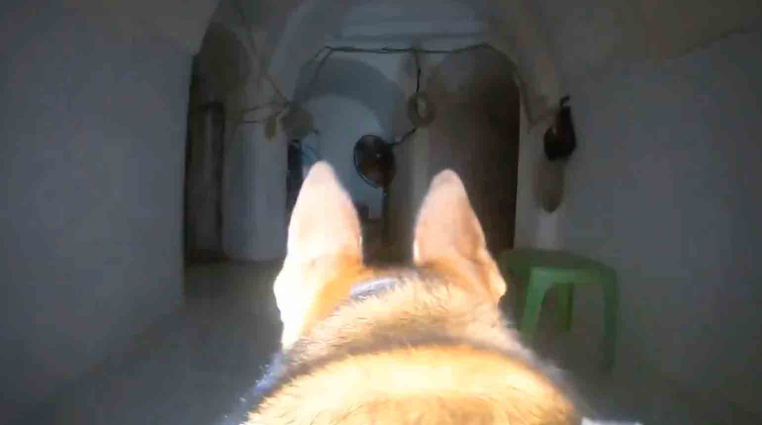 Unité canine découvre tunnel du groupe terroriste Hamas sous la Ville de Gaza. Photo et vidéo : Reproduction Twitter @IDF