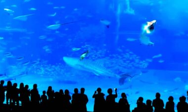 Atum morre na frente de visitantes horrorizados em aquário por causa de flashs de máquinas fotográficas
