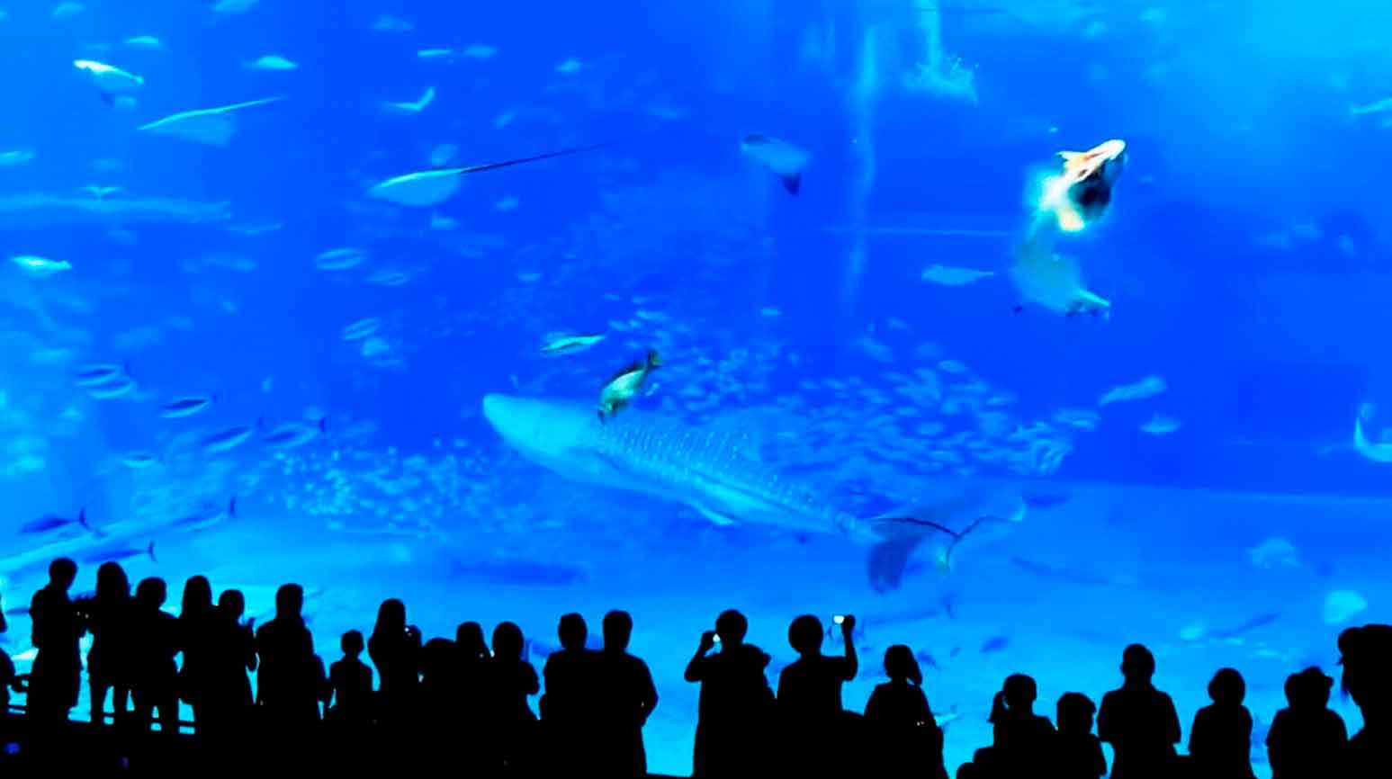 金枪鱼在水族馆前因相机闪光灯而惊恐死亡的游客