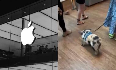 Vídeo: porco passeia por loja da Apple no Brasil e causa incidente, confira!