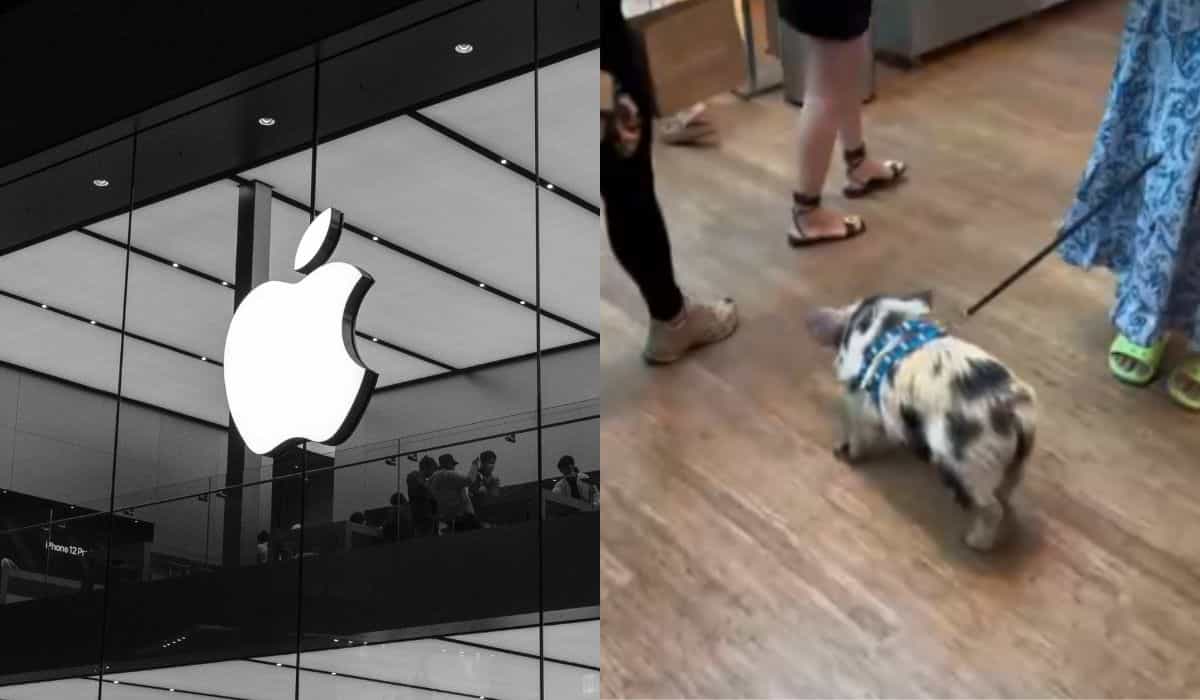 Video: Gris promenerar genom Apple-butiken i Brasilien och orsakar incident, kolla in!