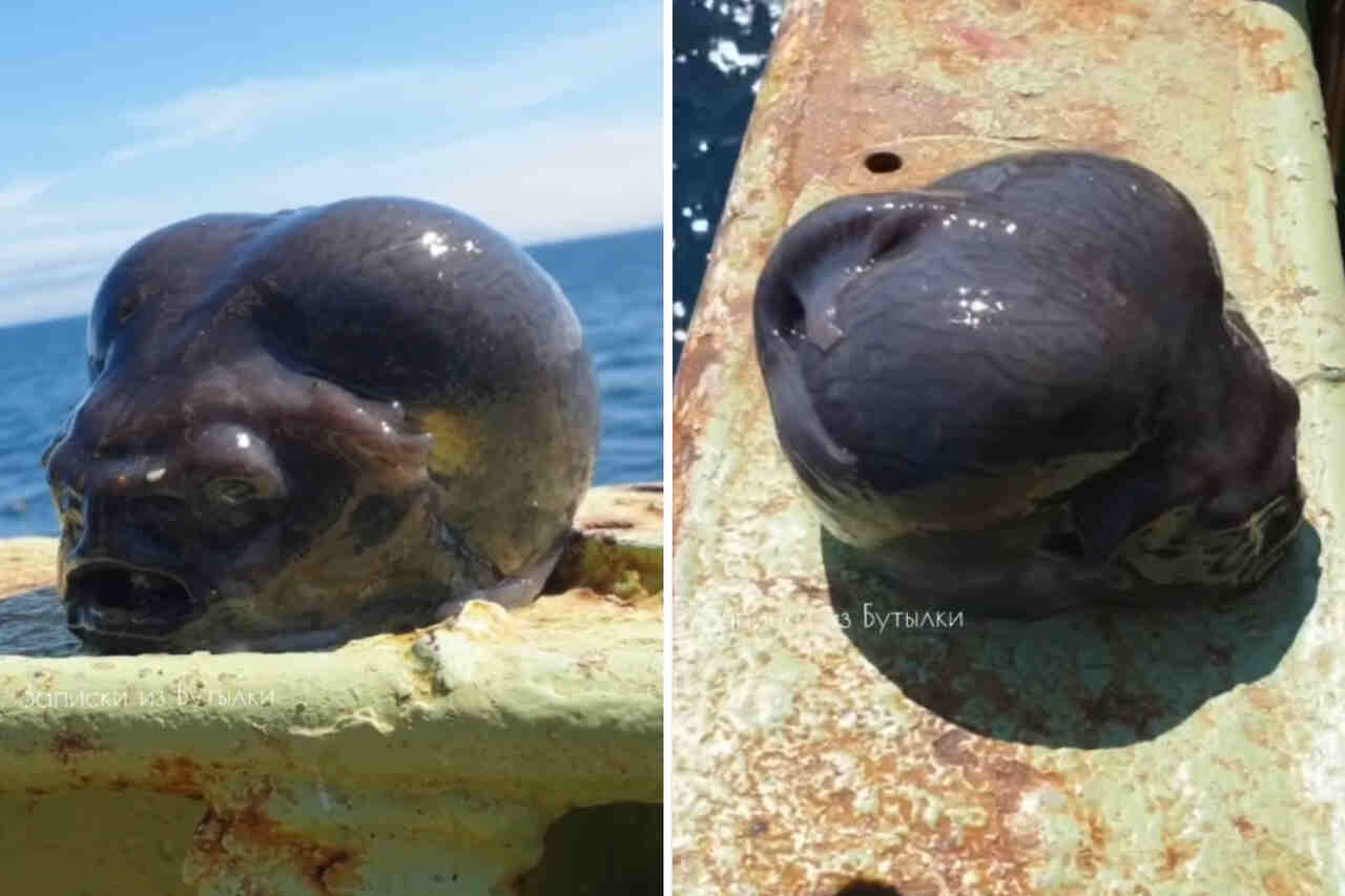Vídeo: Pescador encontra "cabeça de alien" no fundo do mar e intriga internautas 