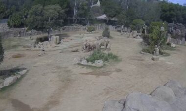 Elefantes se unem para proteger filhotes durante terremoto nos EUA — Foto: Zoológico de San Diego