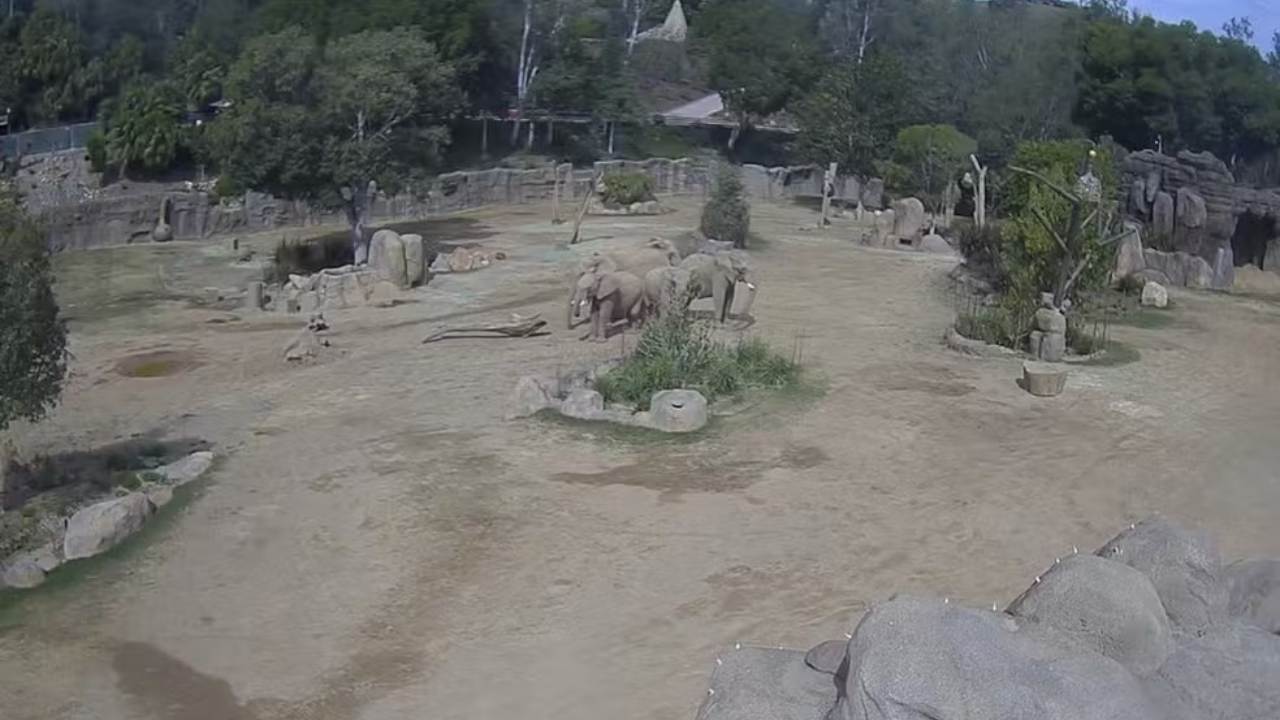 Elefantes se unem para proteger filhotes durante terremoto nos EUA — Foto: Zoológico de San Diego