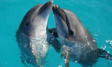 DolphinGemma é uma IA feita para compreender os sons dos golfinhos — Foto: Ranae Smith/Unsplash