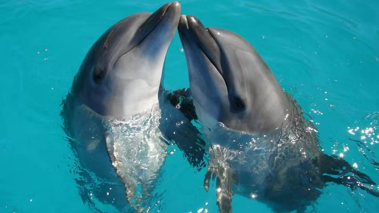 DolphinGemma é uma IA feita para compreender os sons dos golfinhos — Foto: Ranae Smith/Unsplash