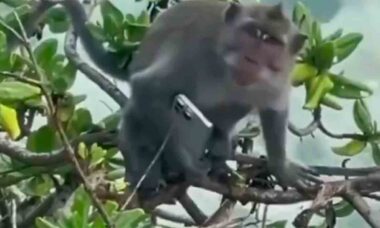 Macaco em Bali é flagrado com iPhone 16 Pro Max antes do lançamento oficial. X @TheTib3tan