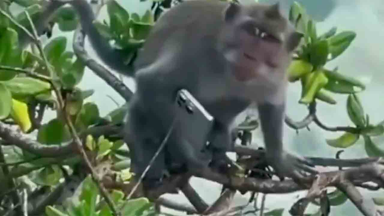 Macaco em Bali é flagrado com iPhone 16 Pro Max antes do lançamento oficial. X @TheTib3tan