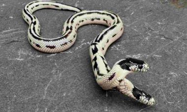 Conheça a raríssima cobra de duas cabeças que nasceu em loja de répteis dos EUA