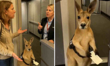 Vídeo de "canguru de suporte emocional" sendo impedido de embarcar em avião foi feito por IA