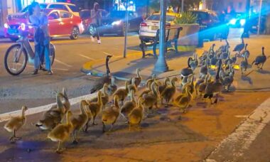 Família de 60 gansos-do-Canadá passeia pelas ruas de Jersey City. Fotos: Reprodução Reddit r/jerseycity
