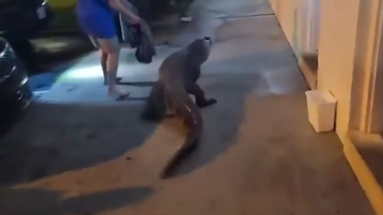 Κροκόδειλος 1,80 μέτρου ξεφεύγει από μεταφορά ζωολογικού κήπου και η αστυνομία της Βιρτζίνια τον καταδιώκει – βίντεο γίνεται viral