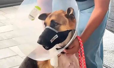 Cachorro sobrevive a ataque de jacaré gigante e campanha para sua recuperação comove a internet Foto: GoFundMe