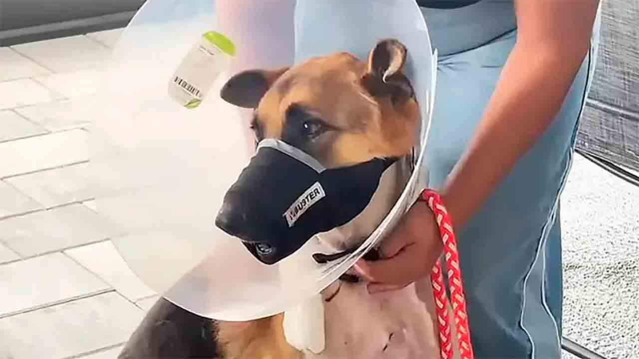 Dog survives giant alligator attack and recovery campaign touches the internet Photo: GoFundMe