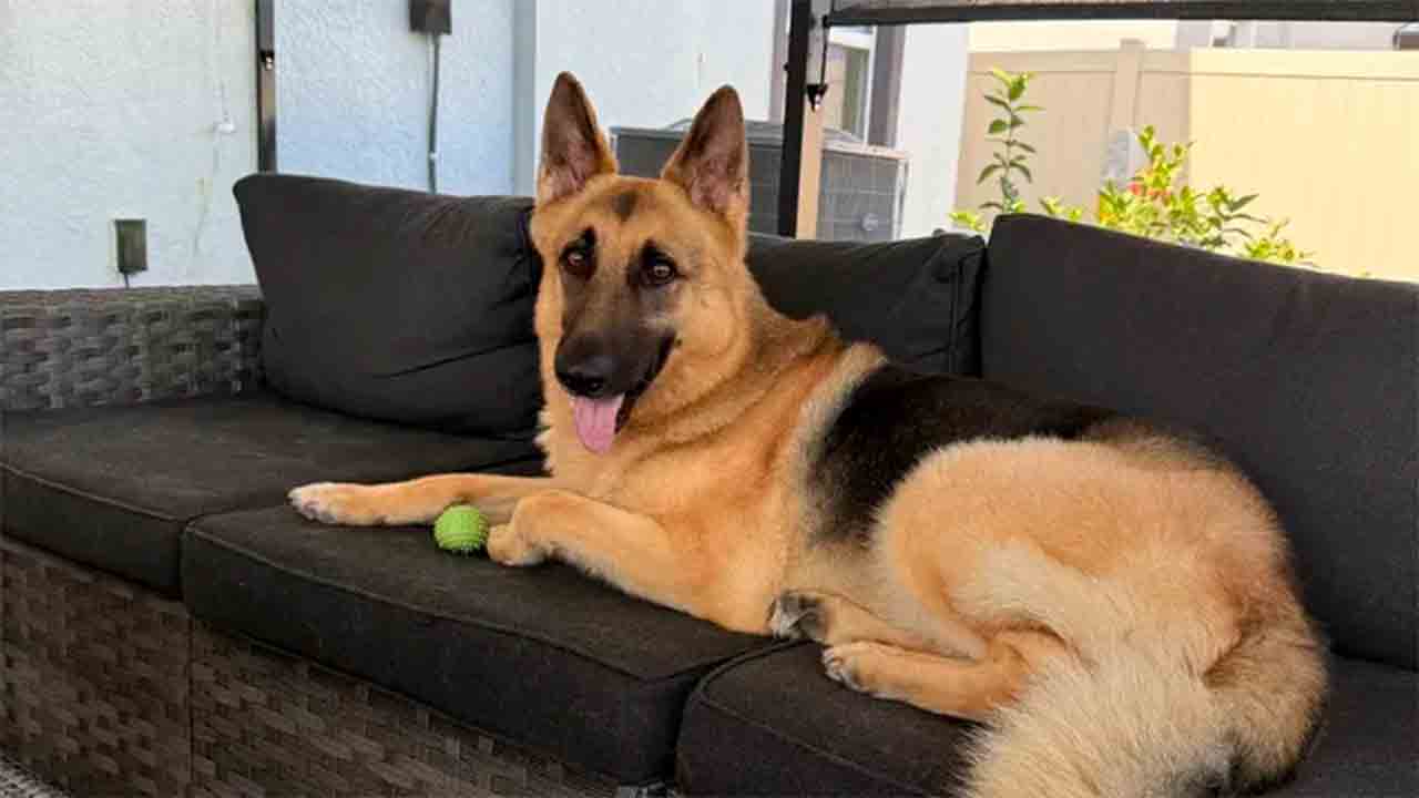 Dog survives giant alligator attack and recovery campaign touches the internet Photo: GoFundMe