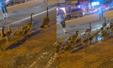 Família de 60 gansos-do-Canadá passeia pelas ruas de Jersey City e encanta usuários do Reddit