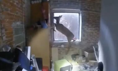 Vídeo de veado preso em salão de cabeleireiro viraliza após policiais acreditarem que era um assalto