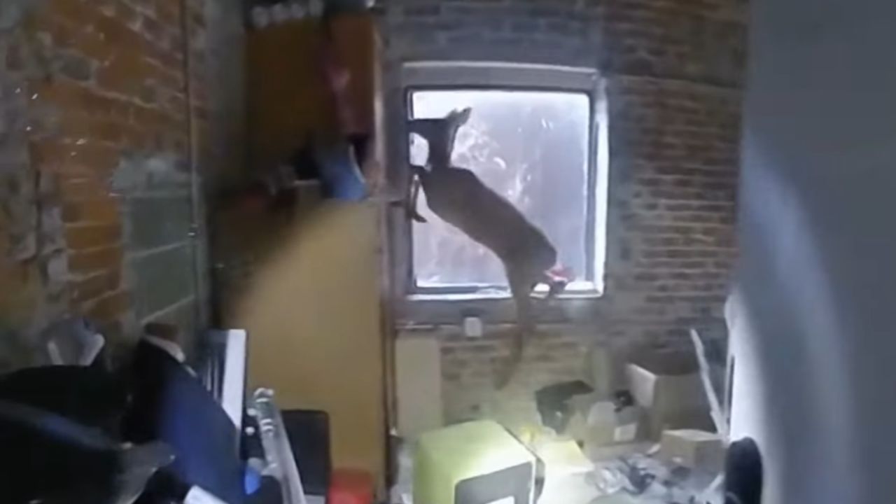 Wideo z jeleniem uwięzionym w salonie fryzjerskim stało się viralem po tym, jak policja pomyślała, że to napad