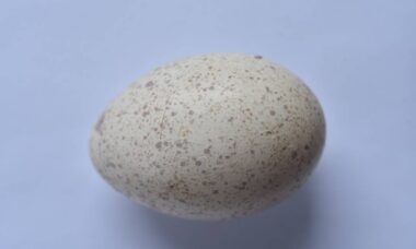 Ovos de peru. foto: Wikimedia Commons