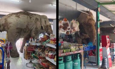 Vídeo viral de elefante tailandês invadindo loja e comendo petiscos diverte internautas. Foto: X @JustMikeMcKay