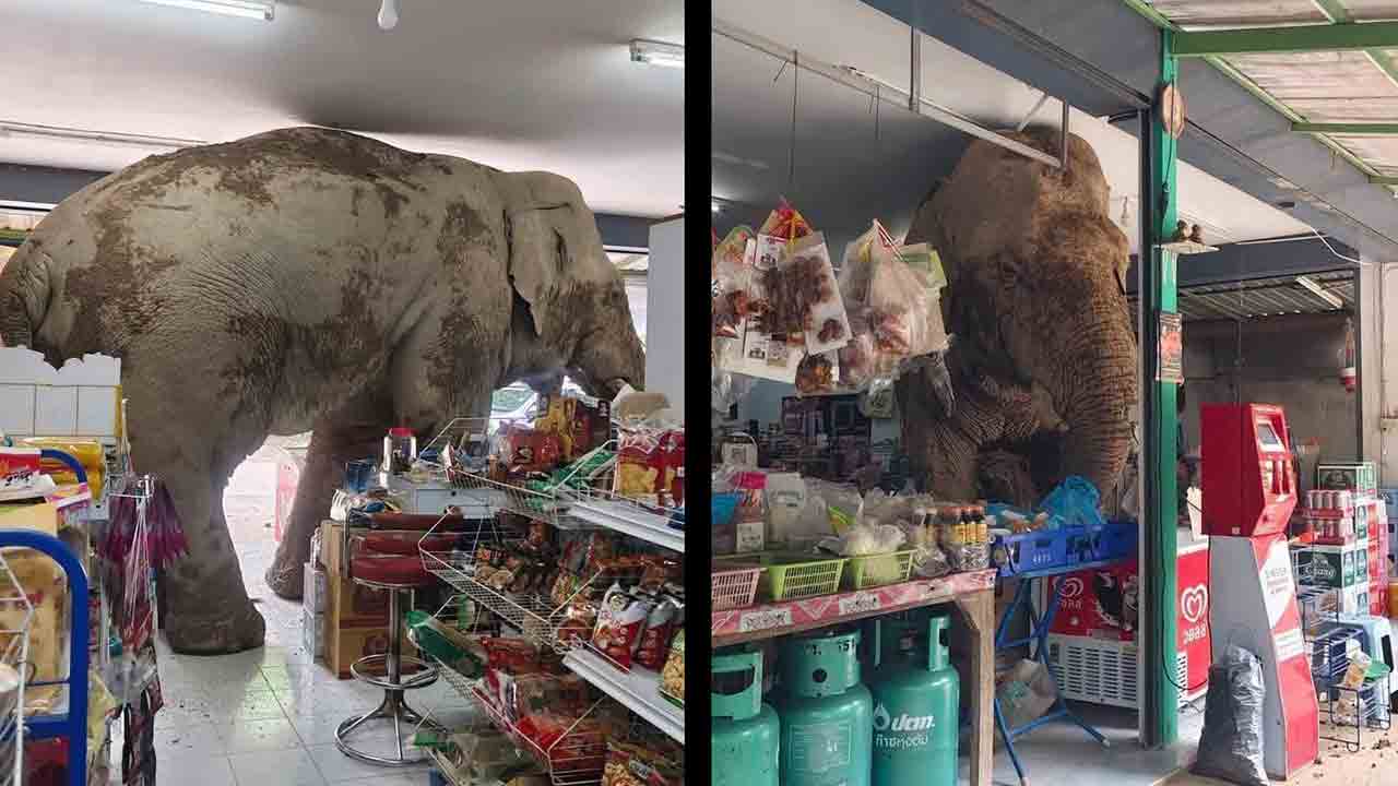 Viral video van Thaise olifant die winkel binnendringt en snacks eet, vermaakt internetgebruikers. Foto: X @JustMikeMcKay
