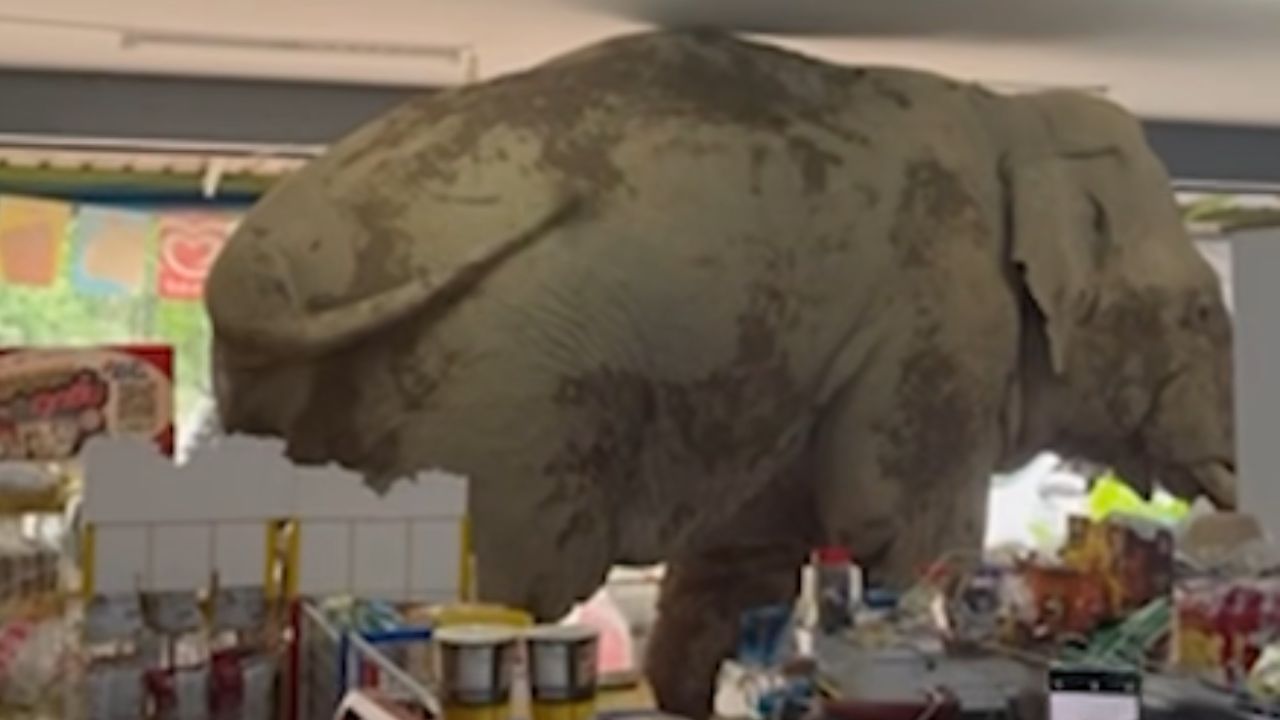 Viral video van Thaise olifant die winkel binnendringt en snacks eet, vermaakt internetgebruikers