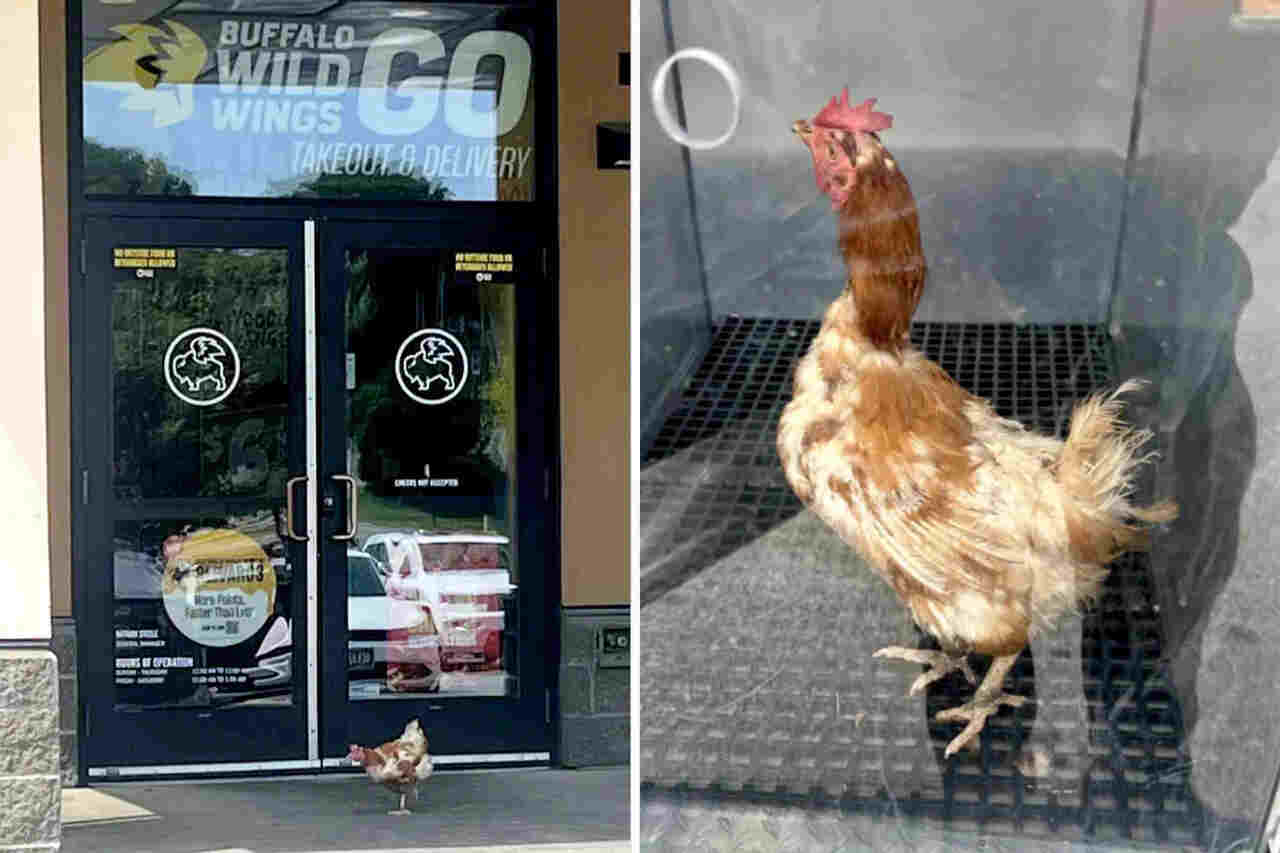 Kip steekt de straat over om bij een kippenrestaurant te komen en het verhaal gaat viraal