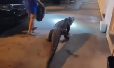 Jacaré de 1,80 metro foge de transporte de zoológico e polícia da Virgínia sai em perseguição viral