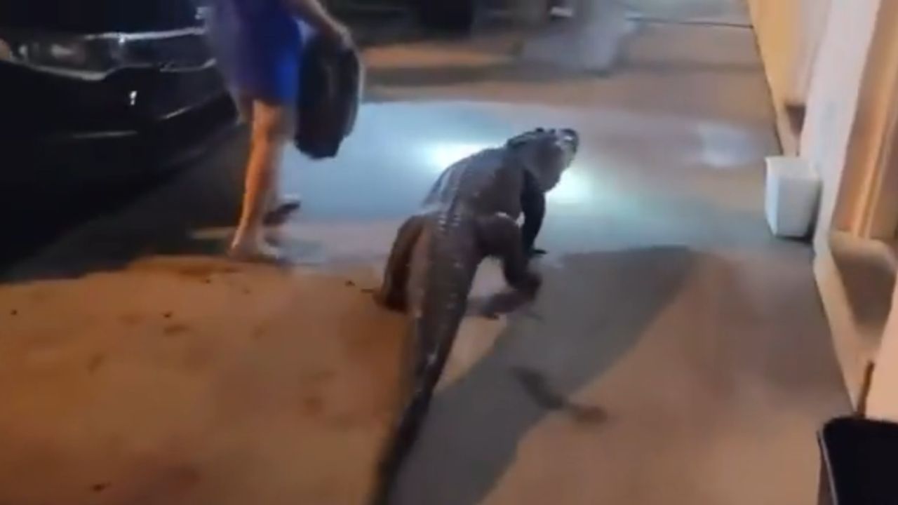 Κροκόδειλος 1,80 μέτρου ξεφεύγει από μεταφορά ζωολογικού κήπου και η αστυνομία της Βιρτζίνια τον καταδιώκει – βίντεο γίνεται viral