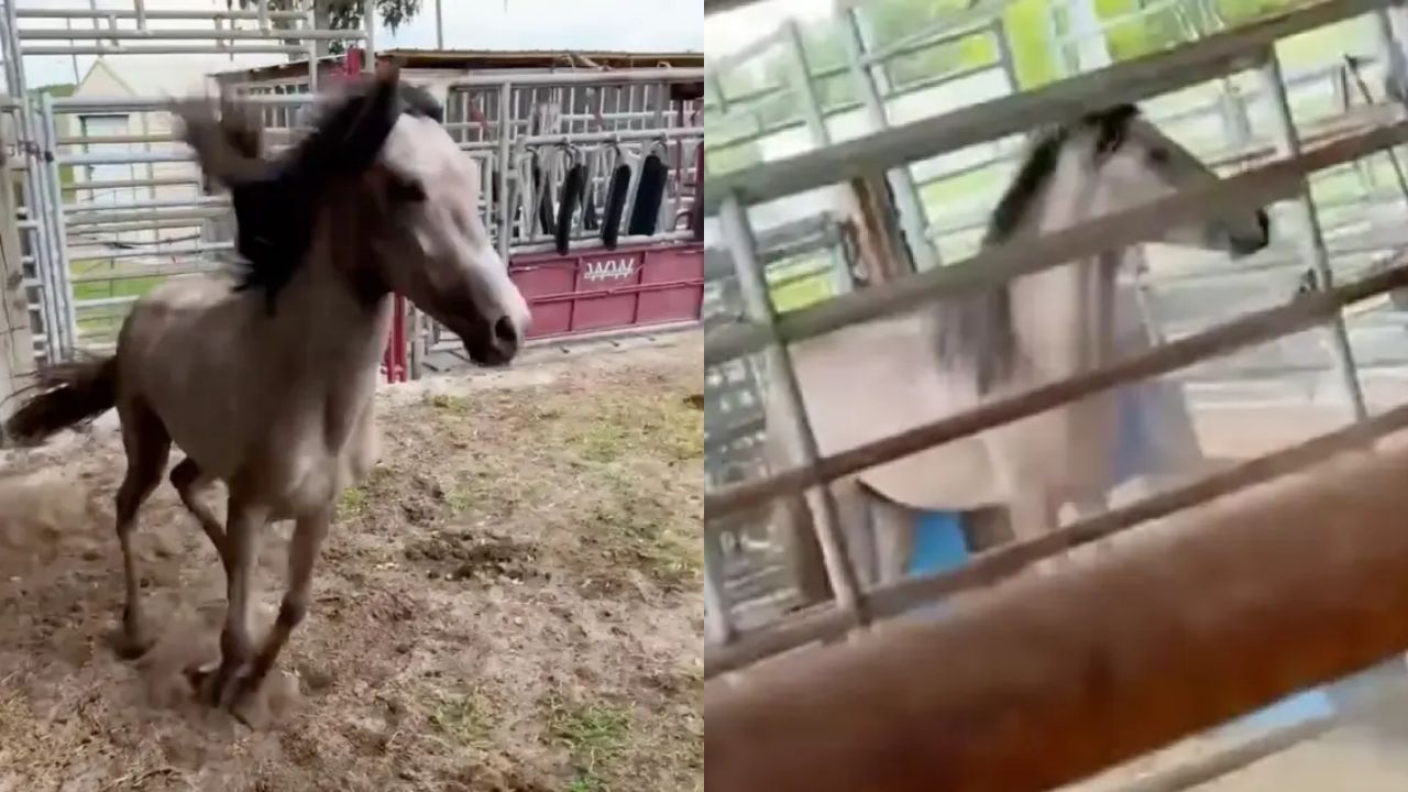 Άλογο που ήταν παγιδευμένο σε στενή θέση από τη γέννησή του καταγράφεται να τρέχει ελεύθερο και οι εικόνες συγκινούν