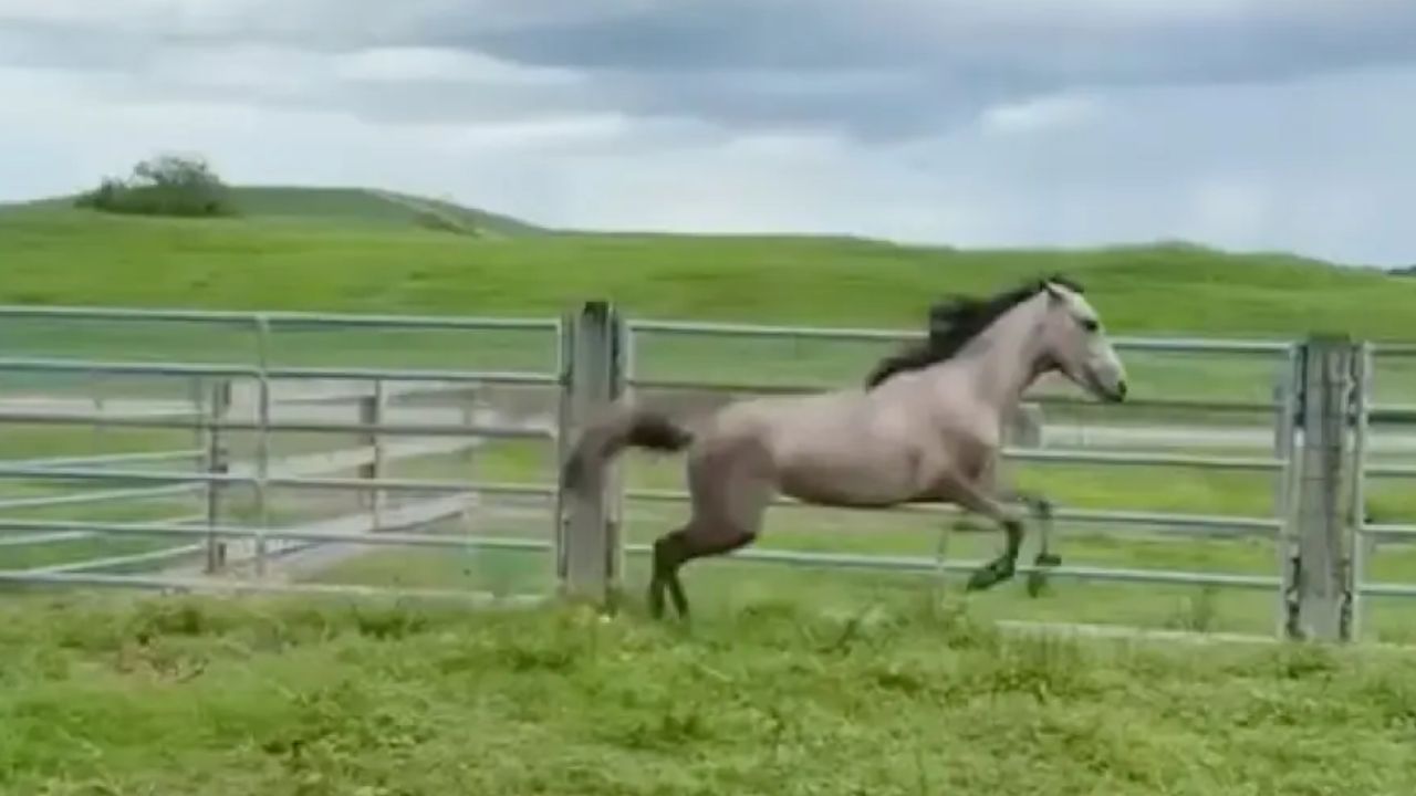 Άλογο που ήταν παγιδευμένο σε στενή θέση από τη γέννησή του καταγράφεται να τρέχει ελεύθερο και οι εικόνες συγκινούν