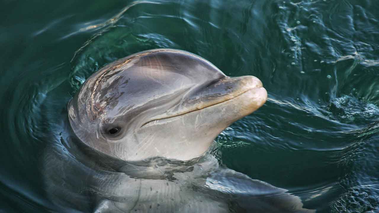 Foto Ilustrativa. Pexels