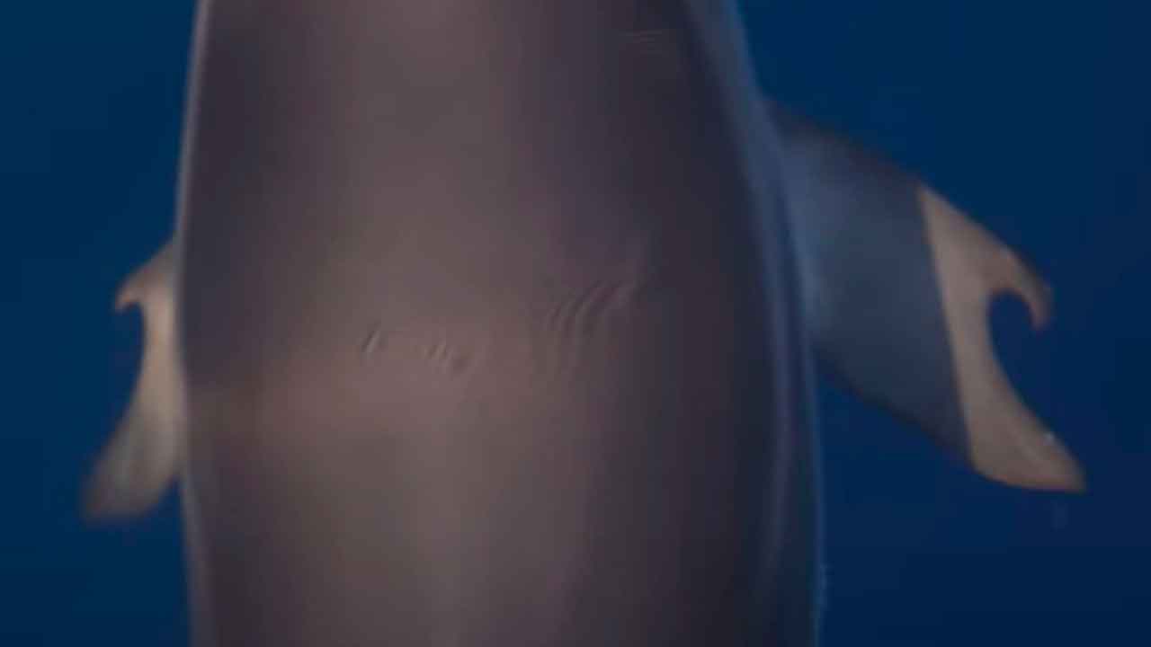 Foto: Alexandros Frantzis/Pelagos Cetacean Research Institute