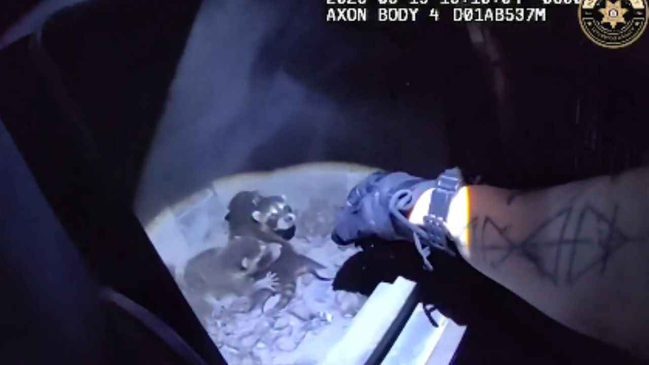 Família de guaxinins é resgatada por agentes do controle de animais e momento viraliza