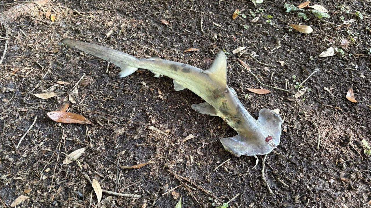 Espécie de tubarão-martelo cai do céu e imagens viralizam nas redes sociais