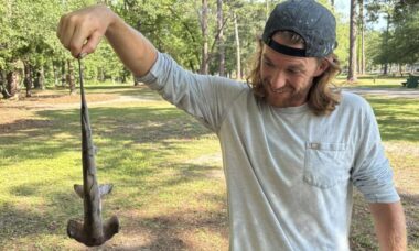 Espécie de tubarão-martelo cai do céu e imagens viralizam nas redes sociais