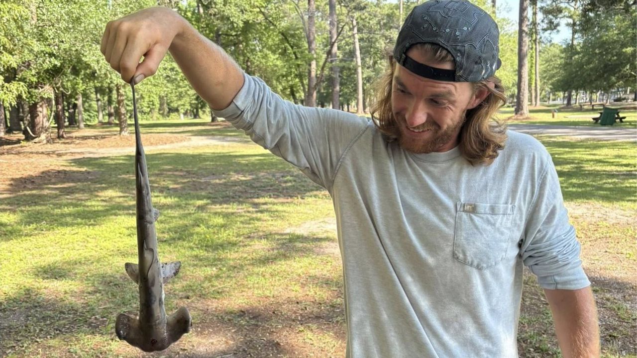 Espécie de tubarão-martelo cai do céu e imagens viralizam nas redes sociais