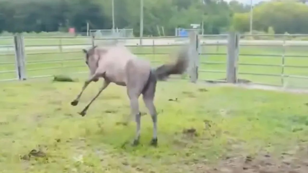 Άλογο που ήταν παγιδευμένο σε στενή θέση από τη γέννησή του καταγράφεται να τρέχει ελεύθερο και οι εικόνες συγκινούν
