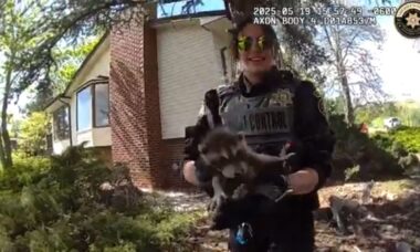 Família de guaxinins é resgatada por agentes do controle de animais e momento viraliza