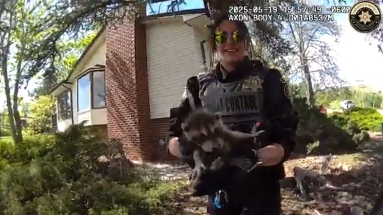 Família de guaxinins é resgatada por agentes do controle de animais e momento viraliza