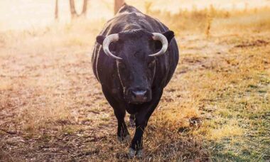 Touro deixa 30 feridos depois de escapar de cerimônia religiosa no Peru. Foto ilustrativa: Pexels