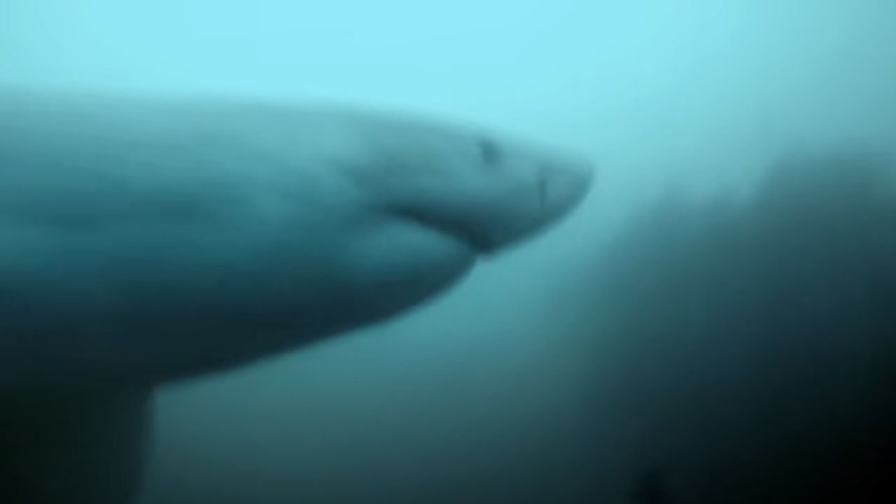 Grande tubarão-branco é flagrado em vídeo assustador de GoPro e imagens viralizam