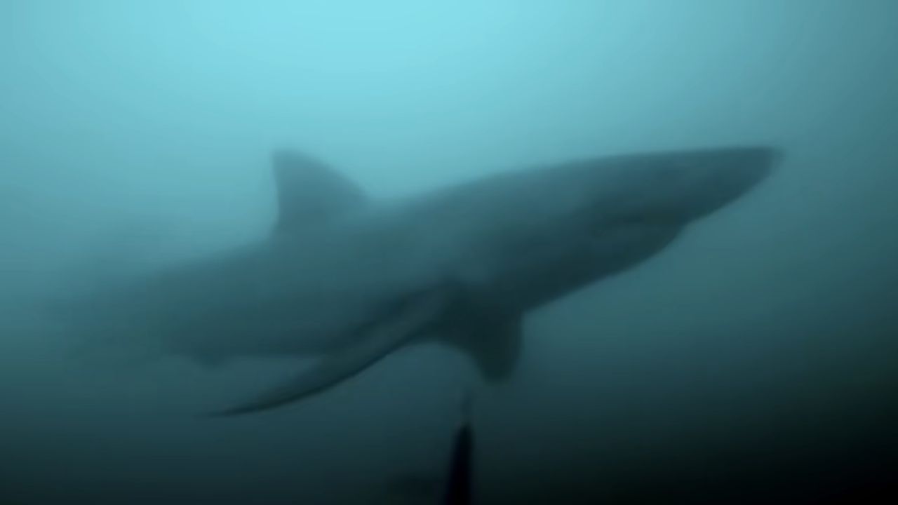 Grande tubarão-branco é flagrado em vídeo assustador de GoPro e imagens viralizam