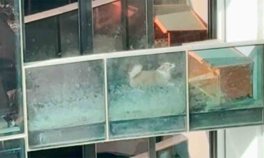 Cachorro ganha nova vida após vídeo viral que mostra ele preso em varanda de apartamento. TikTok @heliabdollahi