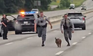 Patrulheiros da Carolina do Sul perseguem porca selvagem em rodovia movimentada e vídeo viraliza