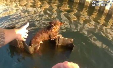 Vídeo: Cãozinho com aparência assustadora é resgatado e viraliza nas redes. NJ State Police / Facebook