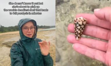 TikToker viraliza após pegar concha mais mortal do mundo que causa paralisia total em minutos